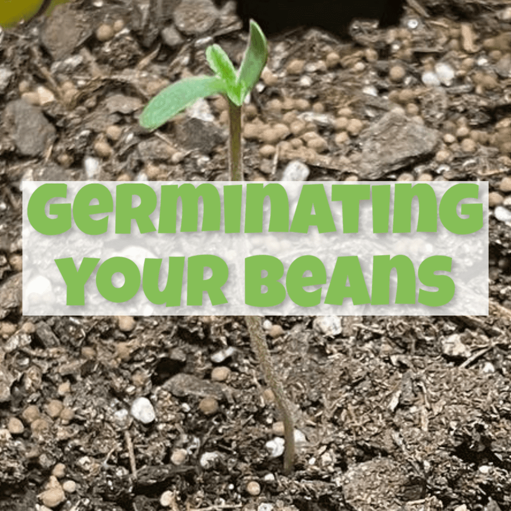 Germinating Your Autoflower Cannabis Seeds