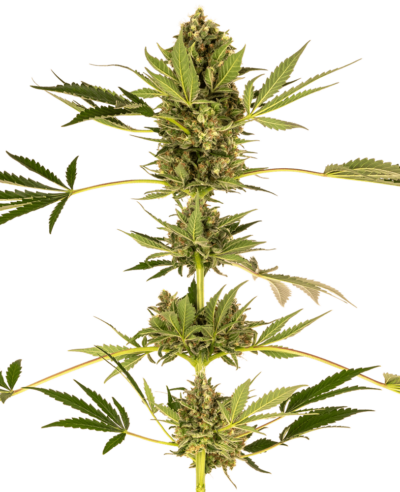 SENSI SEEDS - CBD HIMALAYAN STRAIN - FEM PHOTO