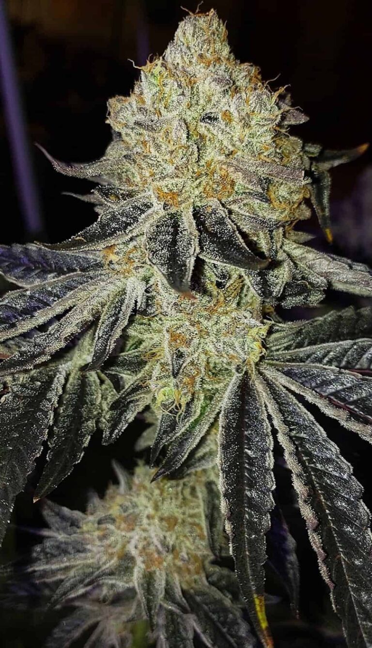 ETHOS MANDARIN ZKITTLEZ F1 STRAIN REG PHOTO