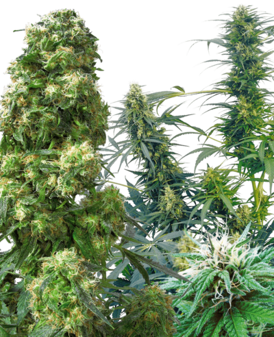 SENSI SEEDS - OUTDOOR MIX STRAIN - REG PHOTO - 10 PACK