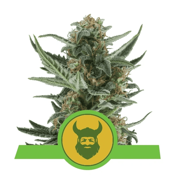ROYAL QUEEN SEEDS ROYAL DWARF STRAIN AUTO FEM