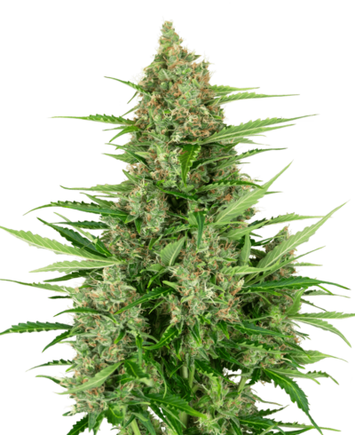 SENSI SEEDS - DOUBLE KUSH CAKE AUTOMATIC STRAIN - AUTO FEM