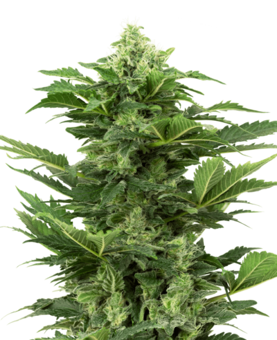 SENSI SEEDS – AFGHAN PEARL CBD AUTOMATIC STRAIN – AUTO FEM