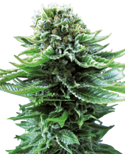 SENSI SEEDS – NORTHERN LIGHTS AUTOMATIC STRAIN – AUTO FEM
