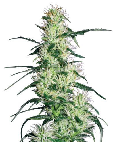 SENSI SEEDS WHITE LABEL - PURPLE HAZE STRAIN - FEM PHOTO