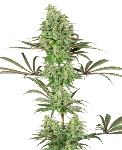 SENSI SEEDS WHITE LABEL - DOUBLE BANANA KUSH STRAIN - FEM PHOTO