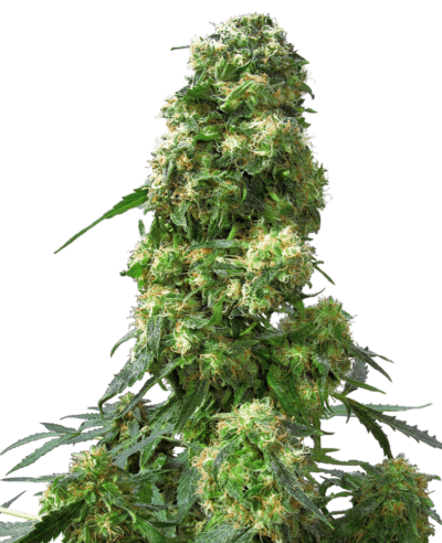SENSI SEEDS - EARLY SKUNK STRAIN - FEM PHOTO