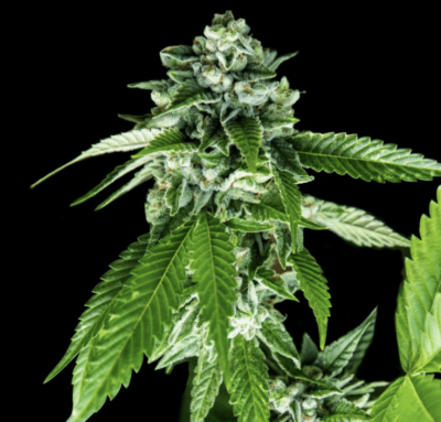 Image of a cannabis plant