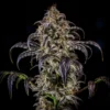 Double Grape 1