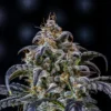 Double Grape 2