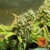 BARNEY'S FARM - ACAPULCO GOLD STRAIN - FEM PHOTO - Image 4