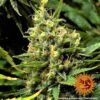 BARNEY'S FARM - ACAPULCO GOLD STRAIN - FEM PHOTO - Image 5