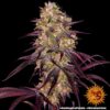 BARNEY'S FARM - AYAHUASCA PURPLE STRAIN - FEM PHOTO - Image 5