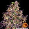 BARNEY'S FARM - AYAHUASCA PURPLE STRAIN - FEM PHOTO - Image 6