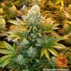 BARNEY'S FARM - BANANA PUNCH STRAIN - FEM PHOTO - Image 2