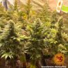 BARNEY'S FARM - BANANA PUNCH STRAIN - FEM PHOTO - Image 3