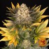 BARNEY'S FARM - BANANA PUNCH STRAIN - FEM PHOTO - Image 4