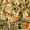 BARNEY'S FARM - BANANA PUNCH STRAIN - FEM PHOTO - Image 5