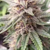 Harvested cannabis seed flower big gush auto flower feminized seeds bred by roc bud inc.