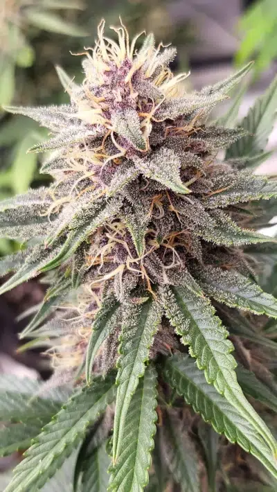 Harvested cannabis seed flower big gush auto flower feminized seeds bred by roc bud inc.