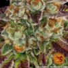 BARNEY'S FARM - BISCOTTI MINTZ STRAIN - FEM PHOTO - Image 6