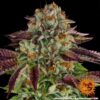 BARNEY'S FARM - BISCOTTI MINTZ STRAIN - FEM PHOTO - Image 2