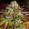 BARNEY'S FARM - BISCOTTI MINTZ STRAIN - FEM PHOTO - Image 3