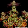 BARNEY'S FARM - BISCOTTI MINTZ STRAIN - FEM PHOTO - Image 4