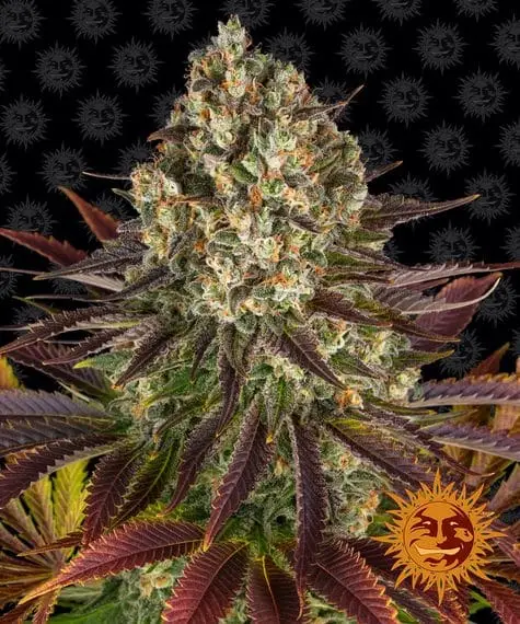 Biscotti Mintz | Barney's Farm | FEM Photoperiod Seeds