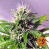 BARNEY'S FARM - BLUEBERRY CHEESE STRAIN - AUTO FEM - Image 3