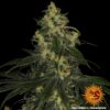 BARNEY'S FARM - BLUE GELATO 41 STRAIN - FEM PHOTO - Image 2