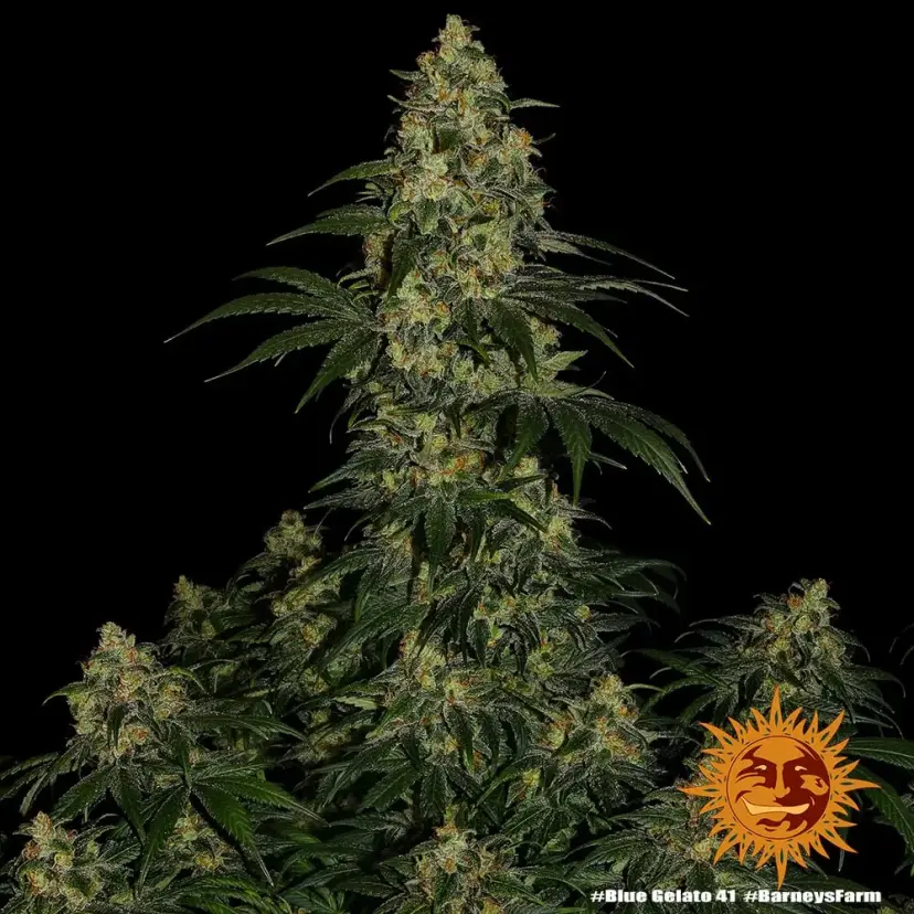 Blue Gelato 41