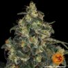 BARNEY'S FARM - BLUE GELATO 41 STRAIN - FEM PHOTO - Image 5