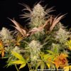 BARNEY'S FARM - BLUE SUNSET SHERBERT STRAIN - FEM PHOTO - Image 2