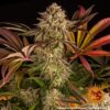 BARNEY'S FARM - BLUE SUNSET SHERBERT STRAIN - FEM PHOTO - Image 3