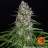 BARNEY'S FARM - BLUEBERRY CHEESE STRAIN - FEM PHOTO - Image 2