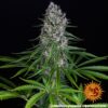 BARNEY'S FARM - BLUEBERRY CHEESE STRAIN - FEM PHOTO - Image 3