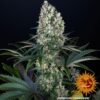 BARNEY'S FARM - BLUEBERRY OG STRAIN - FEM PHOTO - Image 2