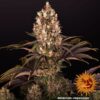 BARNEY'S FARM - BLUEBERRY OG STRAIN - FEM PHOTO - Image 3