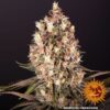 BARNEY'S FARM - BLUEBERRY OG STRAIN - FEM PHOTO - Image 4