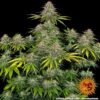 BARNEY'S FARM - CRITICAL KUSH STRAIN - FEM PHOTO - Image 2