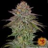 BARNEY'S FARM - CRITICAL KUSH STRAIN - FEM PHOTO - Image 3