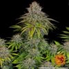 BARNEY'S FARM - CRITICAL KUSH STRAIN - FEM PHOTO - Image 4