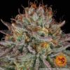 BARNEY'S FARM - CRITICAL KUSH STRAIN - FEM PHOTO - Image 5