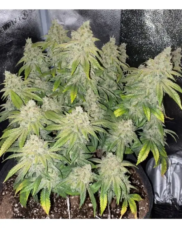 Deadhead OG Auto | Cali Connection | FEM Autoflower Seeds