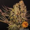 BARNEY'S FARM - DOS SI DOS 33 STRAIN - FEM PHOTO - Image 6