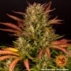 BARNEY'S FARM - DOS SI DOS STRAIN - AUTO FEM - Image 2