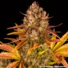 BARNEY'S FARM - DOS SI DOS STRAIN - AUTO FEM - Image 3