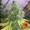 BARNEY'S FARM - G13 HAZE STRAIN - FEM PHOTO - Image 2