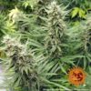 BARNEY'S FARM - G13 HAZE STRAIN - FEM PHOTO - Image 4